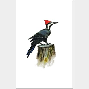 Pileated Woodpecker in Watercolor Posters and Art